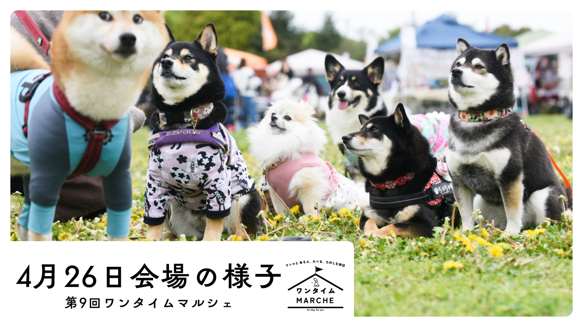 大盛況】4月26日開催「ワンタイムマルシェ＠加須はなさき公園」の様子